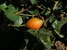 Gallof rose photo