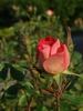 Gallof rose photo