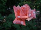 Alexander Dubček rose photo