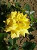 Ferka rose photo