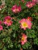 Gallof rose photo