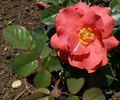 Spomienka na Štefana Baniča rose photo