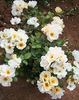 How Sweet rose photo
