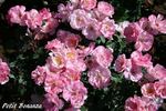 Petite Bonanza rose photo