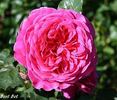 Best Bet rose photo