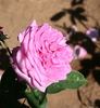 Charlotte of Fife rose photo