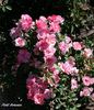 Petite Bonanza rose photo