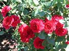 Alecto rose photo