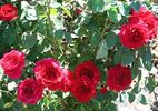 Alecto rose photo