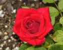 Caliente ™ rose photo