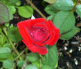 Caliente ™ rose photo