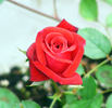 Caliente ™ rose photo