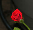 Caliente ™ rose photo