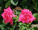 American Pride rose photo
