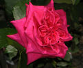 American Pride rose photo