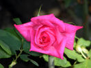 American Pride rose photo
