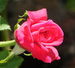 American Pride rose photo