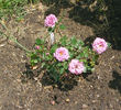 Always a Lady rose photo