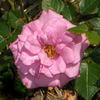 Always a Lady rose photo
