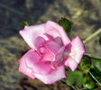 Always a Lady rose photo