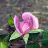 Always a Lady rose photo