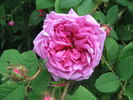 Julie de Mersent rose photo