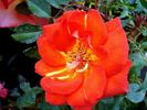 Arielle Dombasle ® rose photo