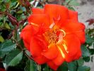 Arielle Dombasle ® rose photo