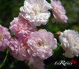 Denise Grey rose photo