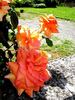 Grimpant Bettina rose photo