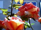 Grimpant Bettina rose photo