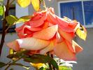 Grimpant Bettina rose photo
