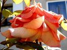 Grimpant Bettina rose photo