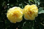 Blushed Yellow rose photo