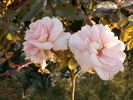 Schneesturm rose photo