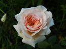 Bredon ® rose photo
