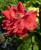 Laugaritio rose photo