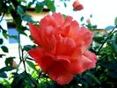L'Oréal Trophy rose photo