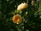 Yellow Charles Austin ® rose photo