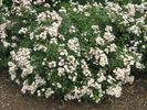 Honeyflow rose photo