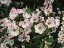 Honeyflow rose photo