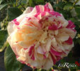 Rosita Missoni ® rose photo