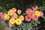 Belinda rose photo