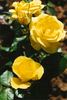 Bernard Pivot rose photo