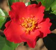 Playtime ™ rose photo