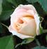 Cornsilk ™ rose photo