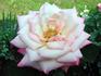 Thriller rose photo