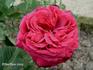 Boccace rose photo
