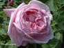 Catherine Soupert rose photo