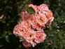 Alfresco rose photo